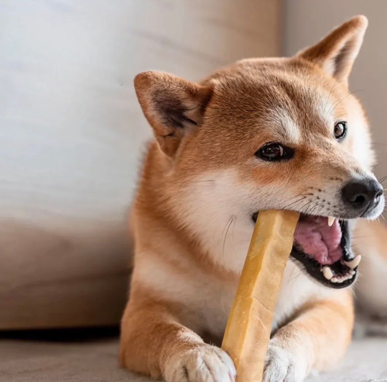 Chhurpi Mordedor Natural para Cães - Queijo de Yak do Himalaia 1 unidade de 100 g Tam G