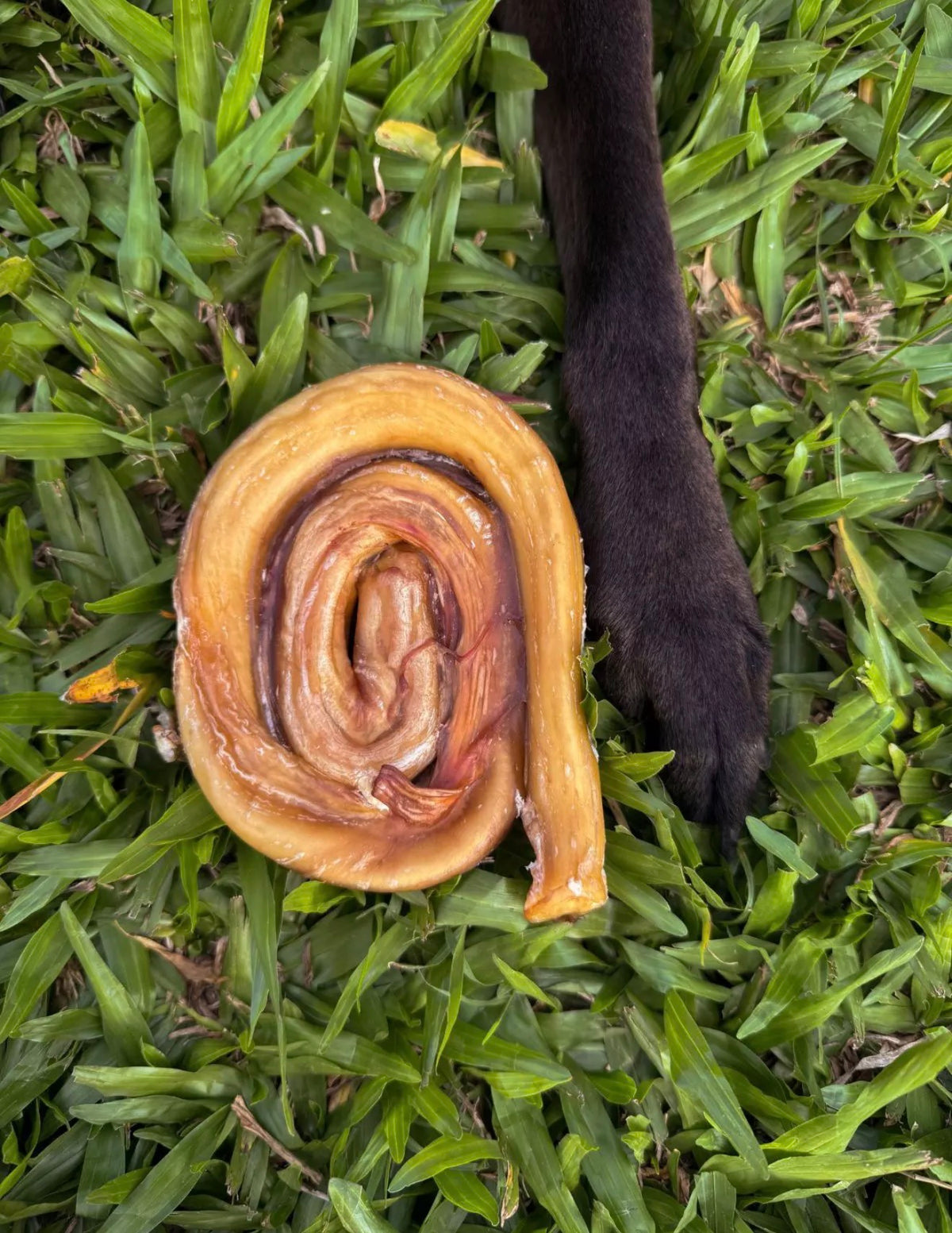 VergalhÃO 1 uni (Vergalho Bovino) - Mordedor Natural para Cães