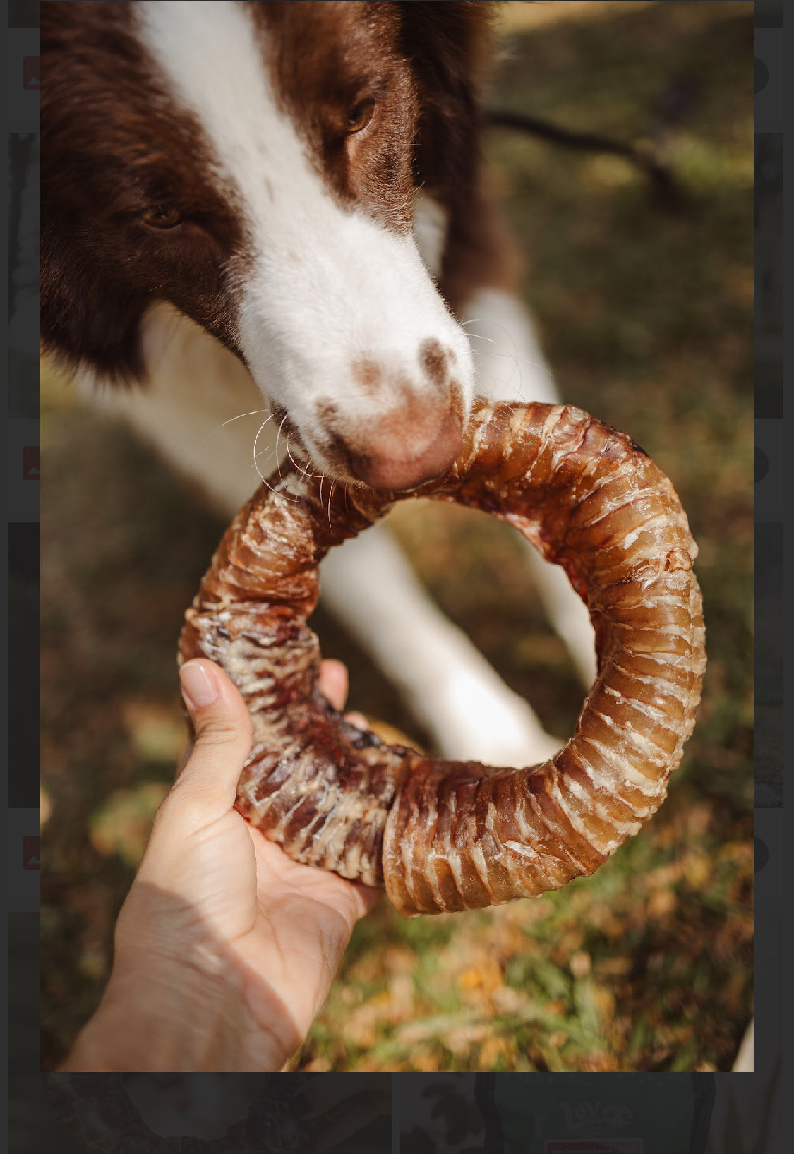 Mordedor Natural Traqueia  Bovina Redonda  1UN - LUV