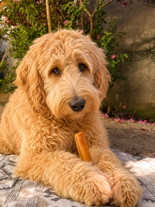 Chhurpi Mordedor Natural para Cães - Queijo de Yak do Himalaia 1 unidade de 130g Tam XG