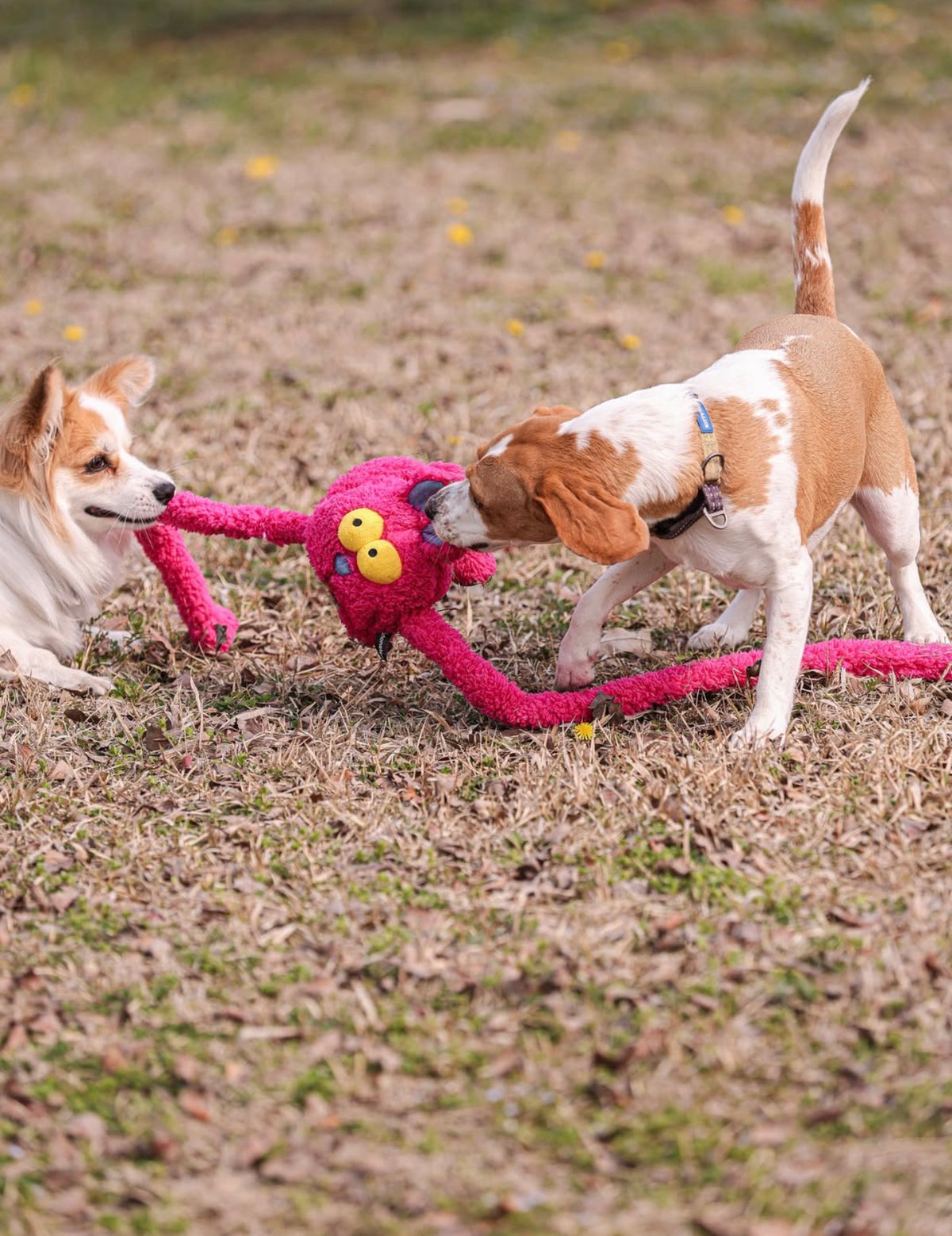 Brinquedo Interativo Coelho Puxa Puxa - Rosa - QMonster