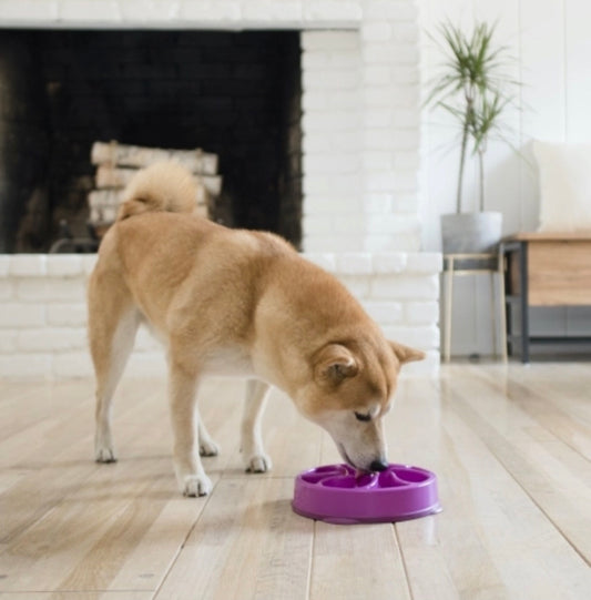 Comedouro Lento Fun Feeder - Outward Hound - Roxo - Tam P