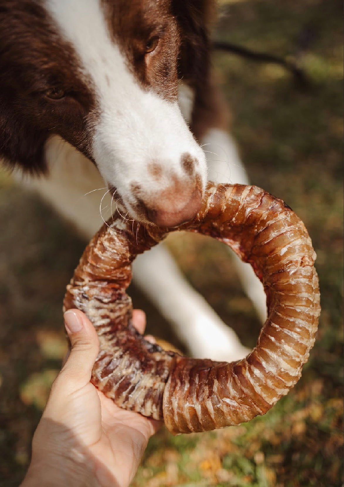 Mordedor Natural Traqueia  Bovina Redonda  1UN - LUV