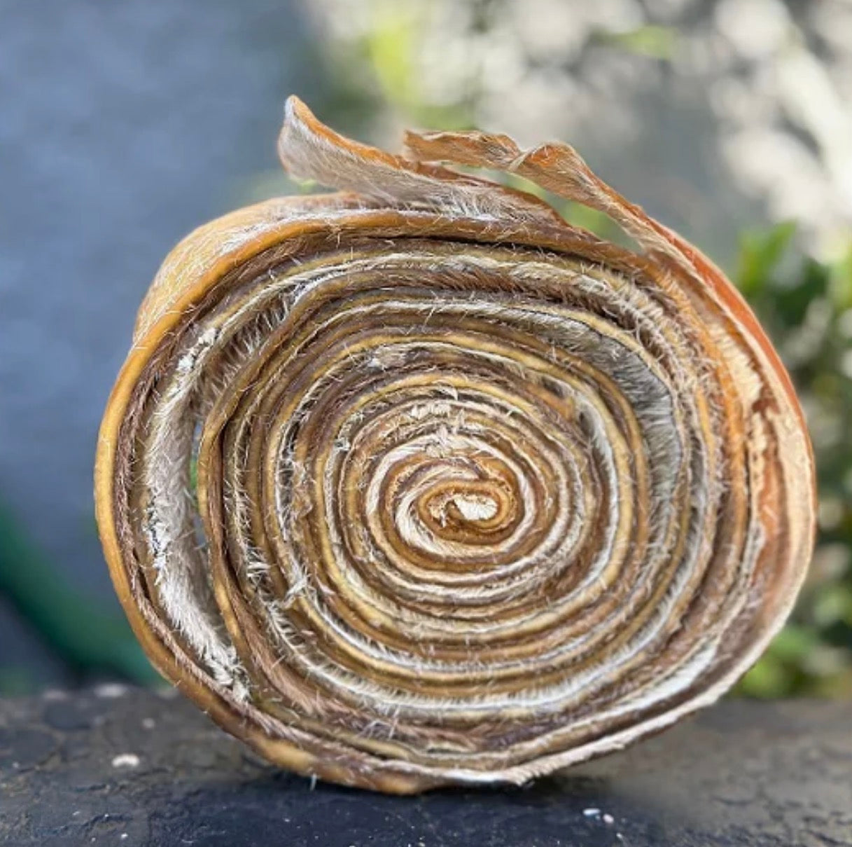 Mordedor Natural Super Magnífico - Couro Bovino desidratado em formato de caracol - Tam G - 1 Un - Alecrim Pet